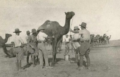 Washing camels, 15th Co, Imperial Camel Corps